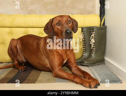 Netter Rhodesian Ridgeback-Hund, der auf dem Teppich im Flur liegt, mit dem Kopf auf den Pfoten Stockfoto
