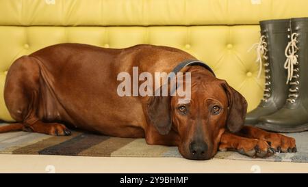 Der reinrassige Rhodesian Ridgeback-Hund liegt auf dem Teppich im Flur mit dem Kopf auf den Pfoten Stockfoto