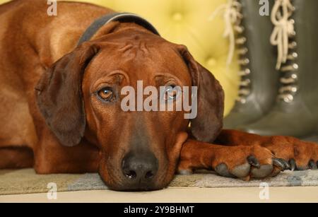 Der hübsche Rhodesian Ridgeback-Hund liegt auf dem Teppich im Flur mit dem Kopf auf den Pfoten Stockfoto