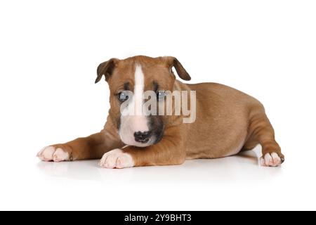 Brauner Miniatur-Bullterrier-Welpe, der einen Monat alt ist und auf weißem Hintergrund liegt Stockfoto