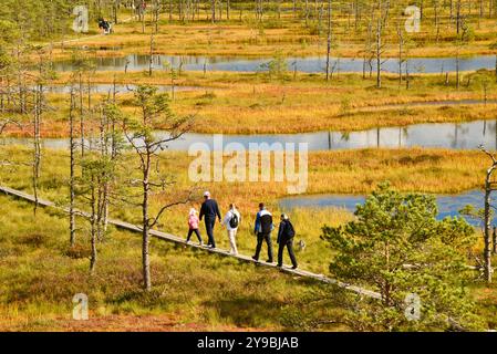 Wanderer auf dem Weg im Viru Bog im Lahemaa Nationalpark, mit Mooren, Wäldern und Aussichtsturm, außerhalb von Tallinn, Estland. Stockfoto