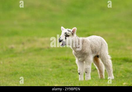 Lamm im Frühling. Junge Maultierlammchen im Regen, blutet für seine Mutter mit offenem Mund, nach links gerichtet. Yorkshire Dales, Großbritannien. Sauberes, grünes Backgro Stockfoto