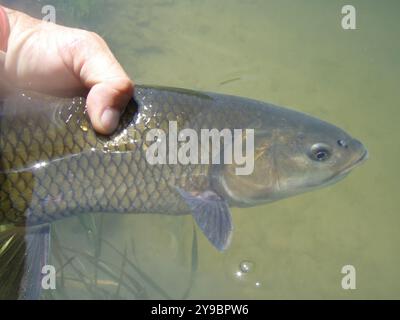 Fisherman hält einen großen, schuppigen Fisch aus dem Wasser und zeigt seine Größe und seine einzigartigen Markierungen Stockfoto