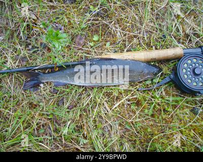 Schöne Äschen ruhen friedlich auf üppigem grünem Gras neben einer Angelrute und Walze und fangen die Essenz der Outdoor-Erholung und des Nervenkitzels ein Stockfoto