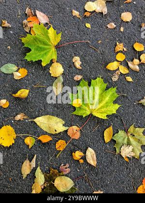 Verschiedene Herbstblätter in Gelb-, Grün- und Orangentönen verstreut über eine Asphaltstraße, die die natürliche Schönheit des Herbstes umschmeichelt Stockfoto