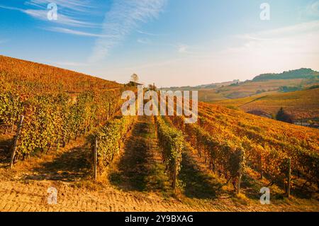 BAROLO, ITALIEN – 21. OKTOBER 2022: Die berühmten Weinberge von Barolo erstrecken sich über sanfte Hügel und produzieren einige der besten Weine Italiens. Stockfoto