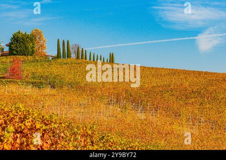 BAROLO, ITALIEN – 21. OKTOBER 2022: Die berühmten Weinberge von Barolo erstrecken sich über sanfte Hügel und produzieren einige der besten Weine Italiens. Stockfoto