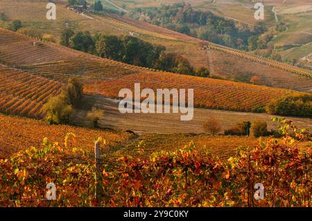 BAROLO, ITALIEN – 21. OKTOBER 2022: Die berühmten Weinberge von Barolo erstrecken sich über sanfte Hügel und produzieren einige der besten Weine Italiens. Stockfoto