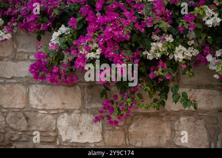 Bougainvillea mit wunderschönen lila und weißen Blüten. Wächst in der Nähe der Hauswand Stockfoto