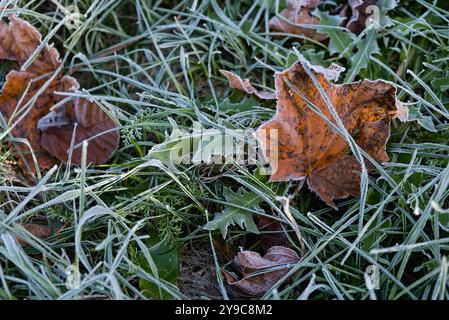 Frostbedeckte Blätter auf grünem Gras. Nahaufnahme. Stockfoto