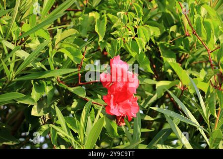 Blick im Freien auf rosa rote Nerium Oleander Pflanze, Apocynaceae Familie. Muster schmaler lanzettgrüner Blätter und bunter Blüten, die in Clustern wachsen Stockfoto