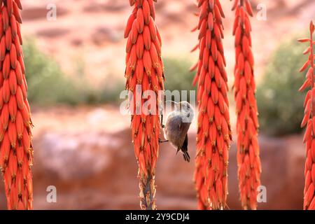 Weiblicher Palästina-sunbird (Cinnyris osea) auf einer Aloe porphyrostachys in Wadi Musa, Petra in Jordanien Stockfoto