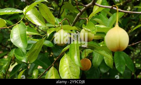 Mehrere gelbliche Muskatnussfrüchte hängen am Zweig, umgeben von üppigen, frischen grünen Blättern und mit einem verschwommenen grünen Hintergrund. Stockfoto