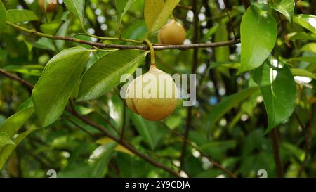 Mehrere gelbliche Muskatnussfrüchte hängen am Zweig, umgeben von üppigen, frischen grünen Blättern und mit einem verschwommenen grünen Hintergrund. Stockfoto