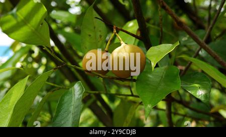 Mehrere gelbliche Muskatnussfrüchte hängen am Zweig, umgeben von üppigen, frischen grünen Blättern und mit einem verschwommenen grünen Hintergrund. Stockfoto