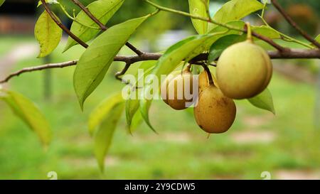 Mehrere gelbliche Muskatnussfrüchte hängen am Zweig, umgeben von üppigen, frischen grünen Blättern und mit einem verschwommenen grünen Hintergrund. Stockfoto