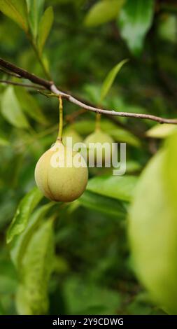 Mehrere gelbliche Muskatnussfrüchte hängen am Zweig, umgeben von üppigen, frischen grünen Blättern und mit einem verschwommenen grünen Hintergrund. Stockfoto