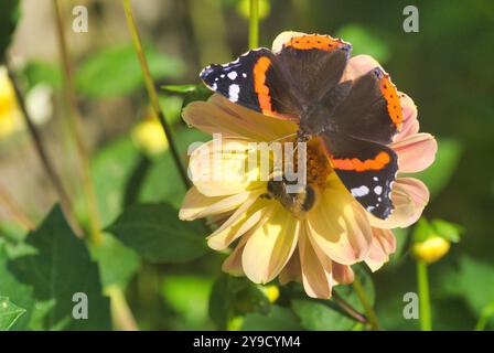 Roter Admiral-Schmetterling und Biene, die sich von Pollen einer hell-violetten Dahlienblume ernähren. Konkurrenz zwischen Insekten. Zentral-Schottland, Großbritannien Stockfoto