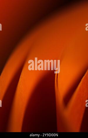 Abstrakte orangefarbene Tapete. Papierrollen für Makrofotografie. Stockfoto