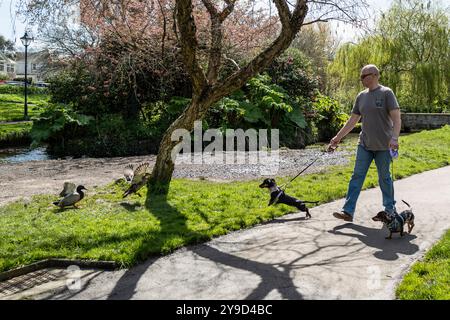 Ein Mann, der mit seinem Haustier Dachshund-Hunde läuft, die aggressiv auf ein Paar Mallard-Enten in Trenance Gardens in Newquay in Cornwall reagieren Stockfoto