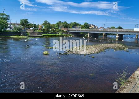 Das Foto zeigt den Fluss Ayr, der durch die Stadt Ayr fließt. Schöner klarer, sonniger Tag. Mit Blick nach Westen zur Station Road Railway Bridge und vielen Schwänen auf der Stockfoto