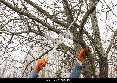 Baumschnitt in einem Herbstgarten. Nahaufnahme der Hände mit einer Säge, die alte Äste schneidet. Stockfoto