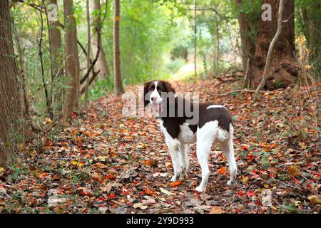 Herbstwandern mit Einem treuen Begleiter Stockfoto