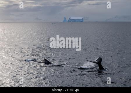 Drei Buckelwale - Megaptera novaeangliae - gleiten durch den Ozean, ihre massiven Körper bilden sich gegen einen riesigen blauen Eisberg. Die Szene fängt ihre anmutige Bewegung im eisigen Wasser ein. Stockfoto