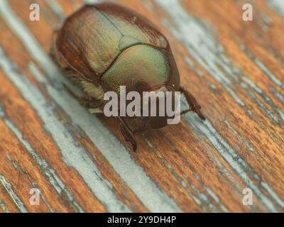 Karabinkäfer auf einem Holztisch Stockfoto