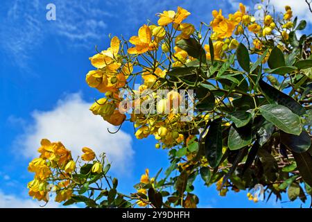 Gelbe Blumen auf dem Baum (Senna angulata) in Ribeirao Preto, Sao Paulo, Brasilien Stockfoto