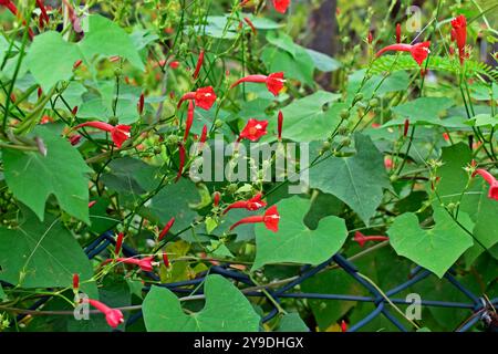 Efeurblättrige Morgenruhm (Ipomoea hederifolia) im tropischen Garten, Ribeirao Preto, Sao Paulo, Brasilien Stockfoto