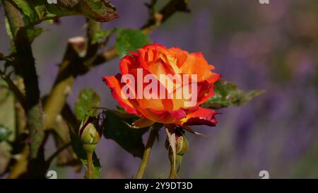 rote Rose vor unscharfen Hintergrund Stockfoto