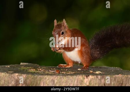 Erwachsenes rotes Eichhörnchen. Brownsea Island, Dorset, Großbritannien Stockfoto