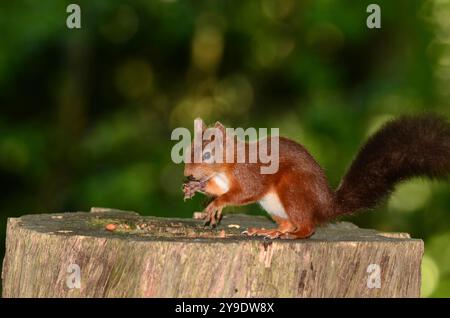 Erwachsenes rotes Eichhörnchen. Brownsea Island, Dorset, Großbritannien Stockfoto