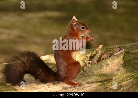 Erwachsenes rotes Eichhörnchen. Brownsea Island, Dorset, Großbritannien Stockfoto