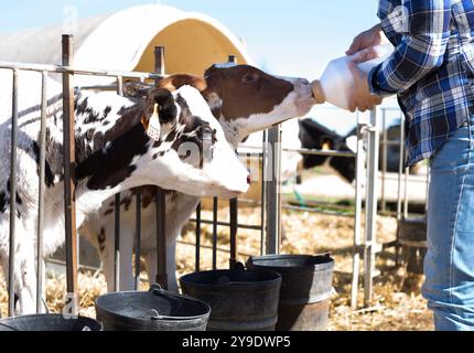 Frauenpflege ernährt zwei Wochen altes Kalb aus einer Flasche mit Dummy Stockfoto