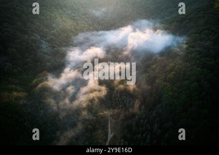 Ruhiger Blick aus der Luft auf dichten Wald, mit Nebelschwaden über Baumkronen. Das Sonnenlicht wird durchdrungen, wirft warmen Glanz auf den Nebel und schafft eine magische, traumhafte Atmosphäre in üppigem Grün. Stockfoto