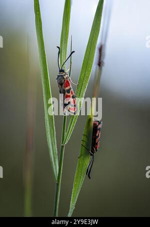 Krepuskuläre Burnet Moth Stockfoto