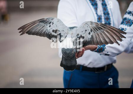 Majestätische Taube mit anmutigen Flügeln in traditioneller Kleidung. Stockfoto