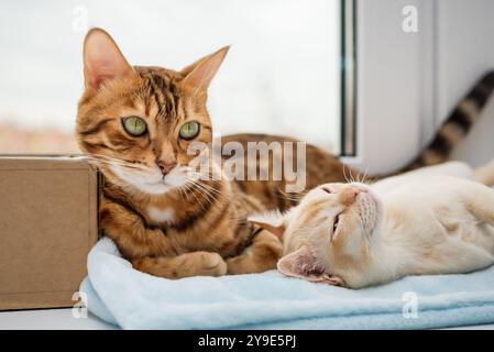 Eine bengalische Katze und ein burmesisches Kätzchen liegen nebeneinander. Zwei Katzen ruhen am Fenster. Stockfoto