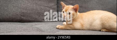 Entzückendes burmesisches Kätzchen auf dem Sofa. Niedliche Katze im Innenraum. Stockfoto