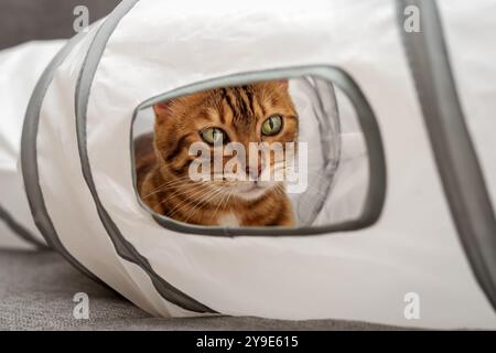 Bengalische Katze in einem Katzentunnel. Katze und Zubehör für die Freizeit der Katze. Stockfoto