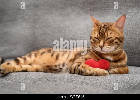 Bengalische Katze mit rotem Plüschherz. Lieblingskatze wünscht dir einen glücklichen Valentinstag. Stockfoto