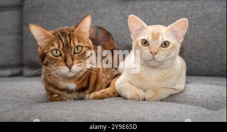 Nahaufnahme von zwei niedlichen Katzen, die auf dem Sofa liegen. Burmesische Katze und Bengalkatze drinnen. Stockfoto