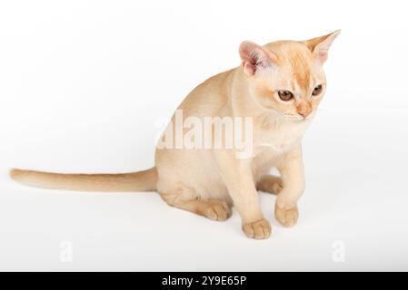 Rotes burmesisches Kätzchen auf weißem Hintergrund. Studio-Aufnahme einer süßen kleinen burmesischen Katze. Stockfoto