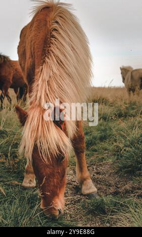 Braunes Pferd, das Gras auf einer Wiese in Island weidet Stockfoto