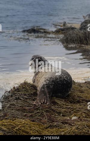 Porträt einer grauen Robbe, die auf einem Seetang liegt, mit zusätzlichen Robben im Hintergrund. Stockfoto