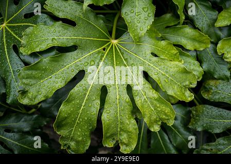 Hochglanzblatt Paperplant Blatt mit Regentropfen. Stockfoto