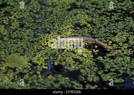 Blindschleiche, schwimmt im Wasser in einem Teich, schwimmend, westliche Blindschleiche, Blind-Schleiche, Anguis fragilis, Schleiche, europäischer langsamer Wo Stockfoto