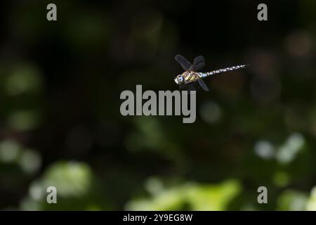 Herbst-Mosaikjungfer, Flug, fliegend, Mosaikjungfer, Herbstmosaikjungfer, Männchen, Aeshna mixta, seltene aeshna, migrantischer Hawker, männlich, Flug, Fliegen, Stockfoto